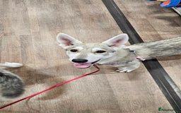 Saarloos Wolfdog dogs for sale: Wolfdog puppies. 1 boy, 3 girls available  in Wigan - Image 3