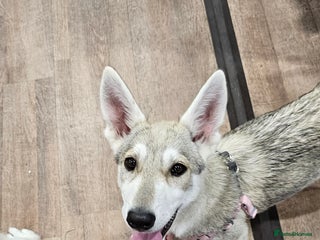 Saarloos Wolfdog dogs in Wigan - Advert 2