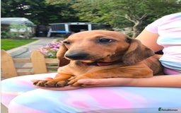 Dachshund dogs for sale: READY NOW-Champions Line Standard Dachshund KC REG in Coventry - Image 4