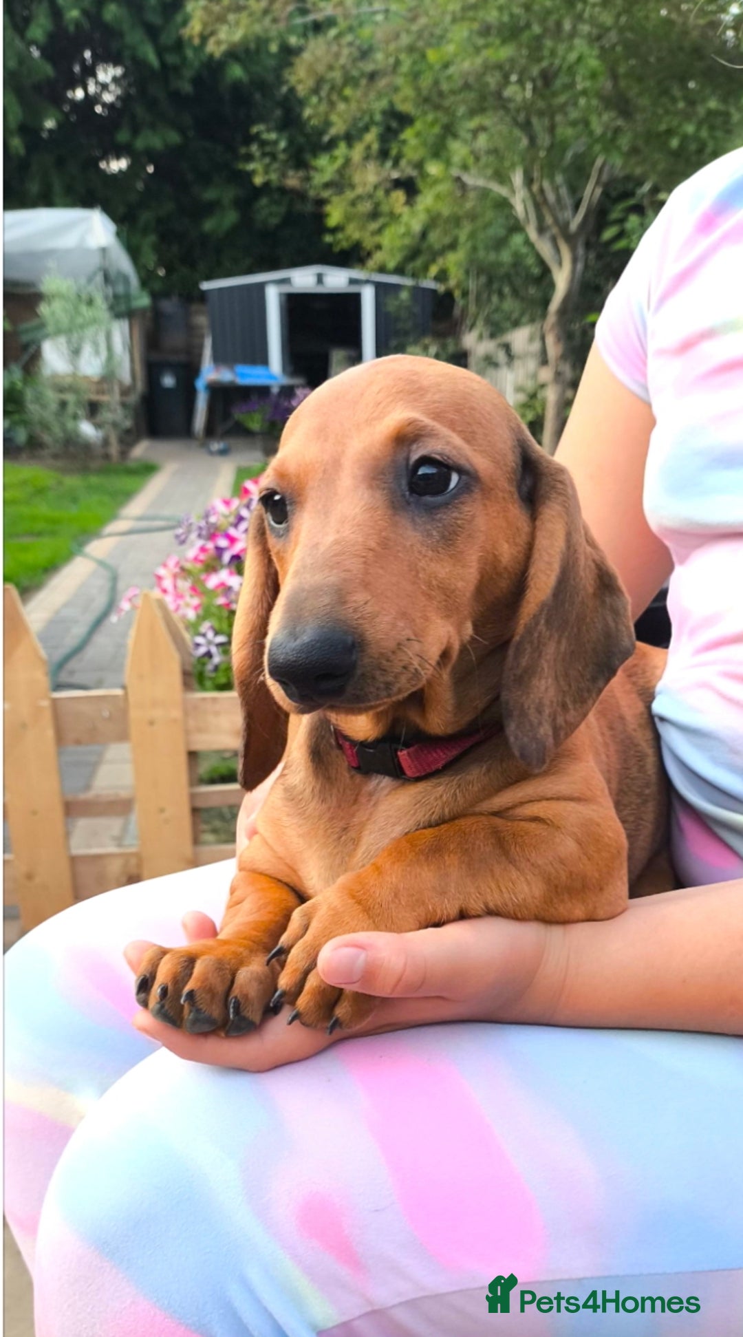 Dachshund dogs for sale: READY NOW-Champions Line Standard Dachshund KC REG in Coventry - Image 4