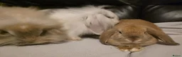 Mini Lop rabbits for sale: Mini lop x mini lion lop babies available now - Advert 4