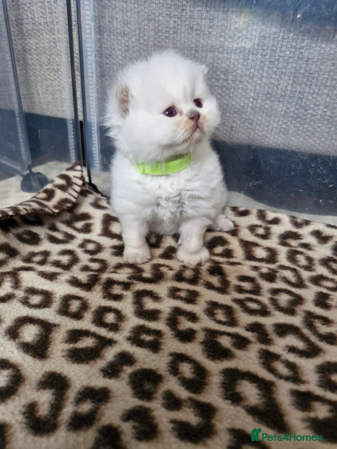 British Shorthair cats for sale: Pedigree British shorthair, longhair, blue, lilac - Image 3