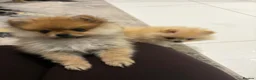 Pomeranian dogs for sale: Miniature Pomeranian  in Basildon - Advert 9