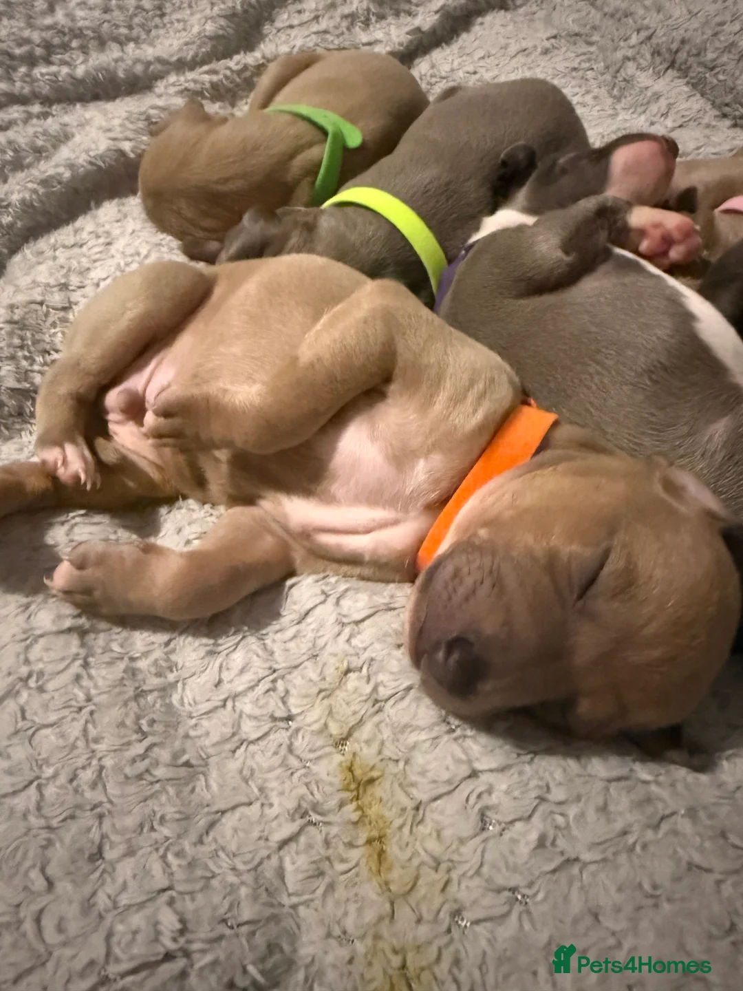 Italian Greyhound dogs for sale: 2 LEFT KC Italian greyhound puppies  - Advert 29