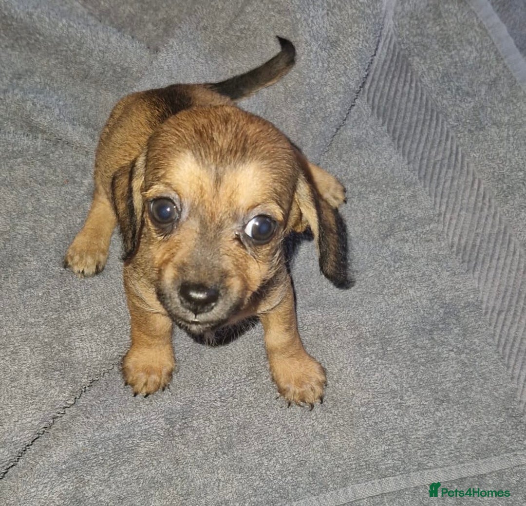 Mixed Breed dogs for sale: 6 Beautiful Daxichons - Advert 10