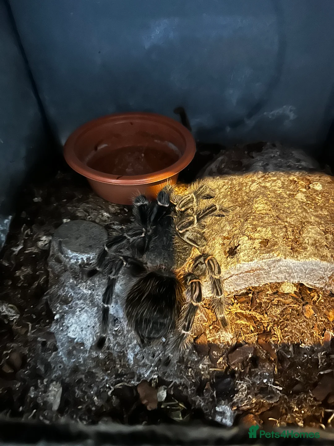 Tarantulas invertebrates for sale: Brazilian salmon pink bird eater  - Advert 2