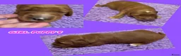 Australian Labradoodle dogs for sale: Fully health tested Australian Labradoodle puppies - Advert 18