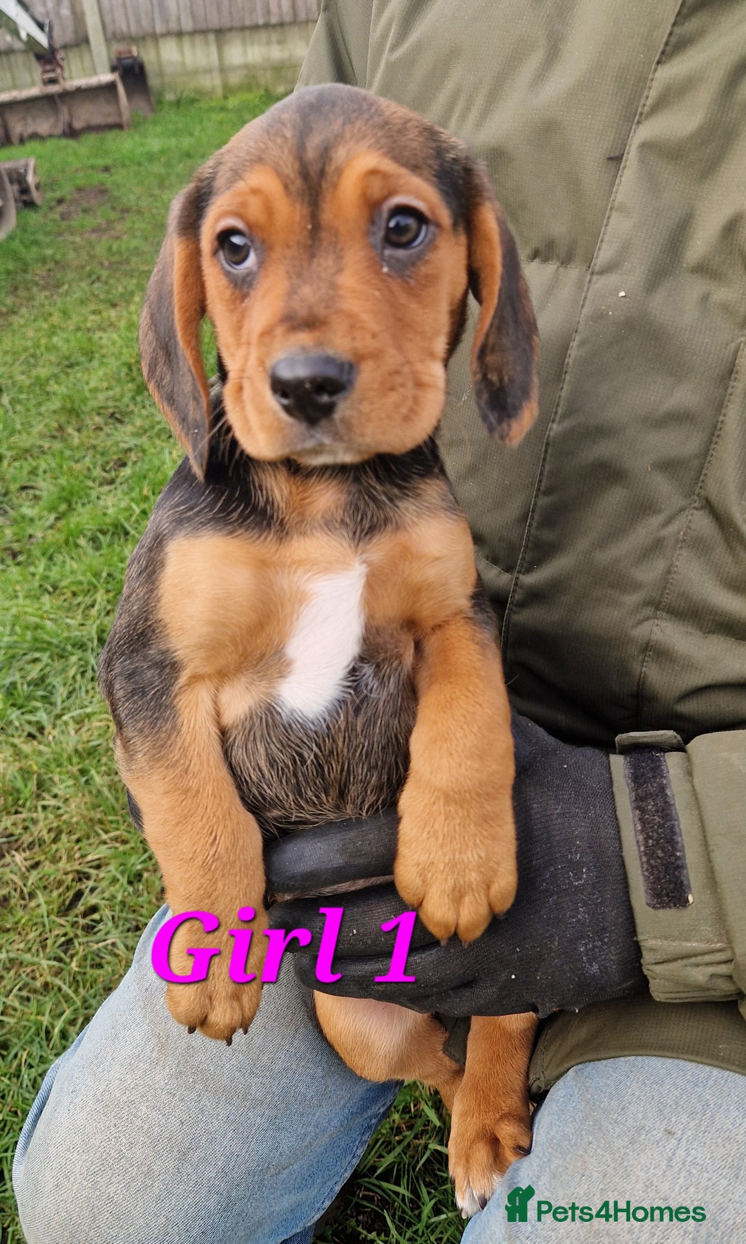 Bocker dogs for sale: Beautiful Bocker puppies - Advert 1