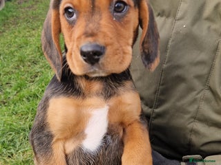 Bocker dogs Beautiful Bocker puppies - Advert 2