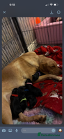 Labrador Retriever dogs - Advert 14