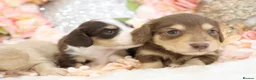 Miniature Dachshund dogs for sale: KC Longhair Miniature Dachshund Puppies in Wisbech - Advert 11