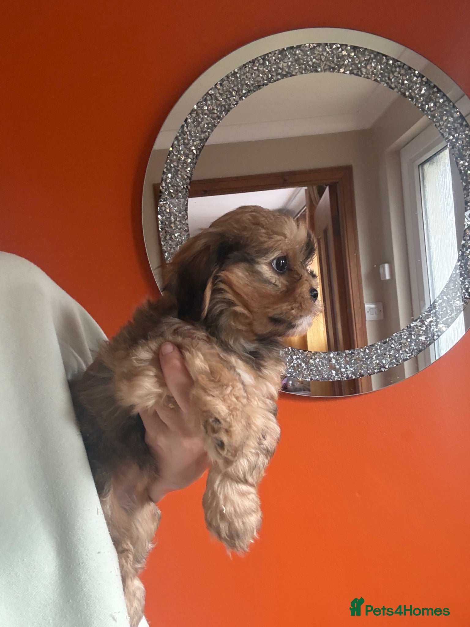 Mixed Breed dogs F1 Lhasaliers ✨ READY NOW - Advert 2