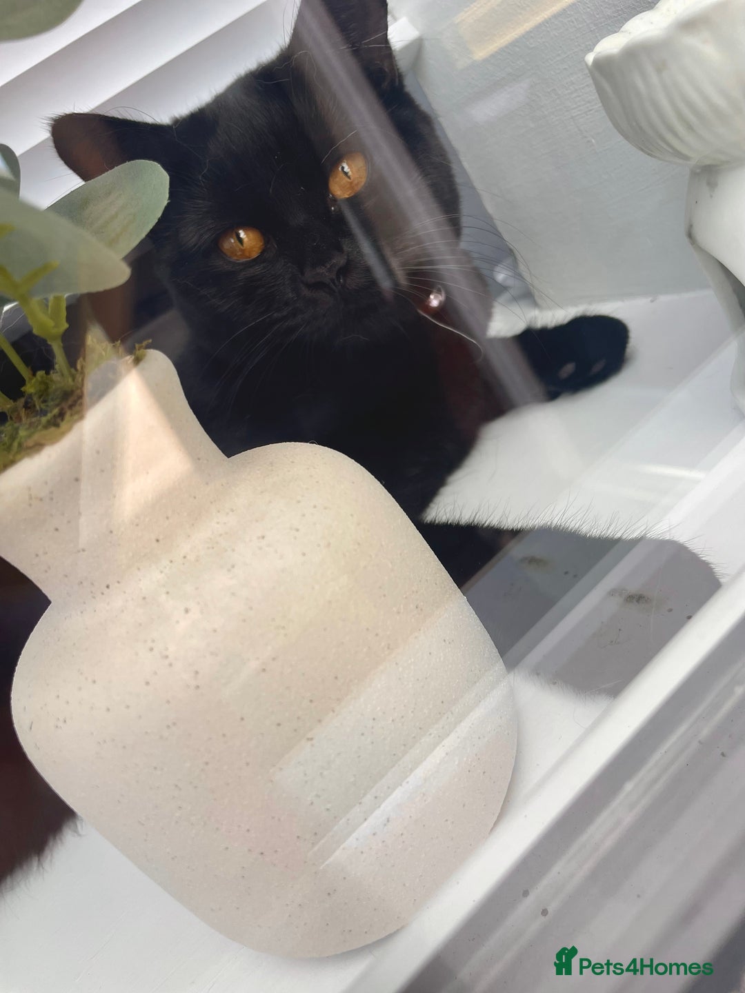 British Shorthair cats for sale: Beautiful British Shorthair Kittens  - Advert 22