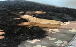 Miniature Poodle dogs for sale: Beautiful Miniature/Toy poodles  - Image 10