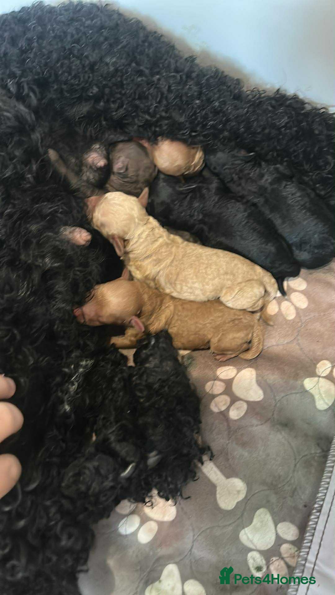 Miniature Poodle dogs for sale: Beautiful Miniature/Toy poodles  - Image 10