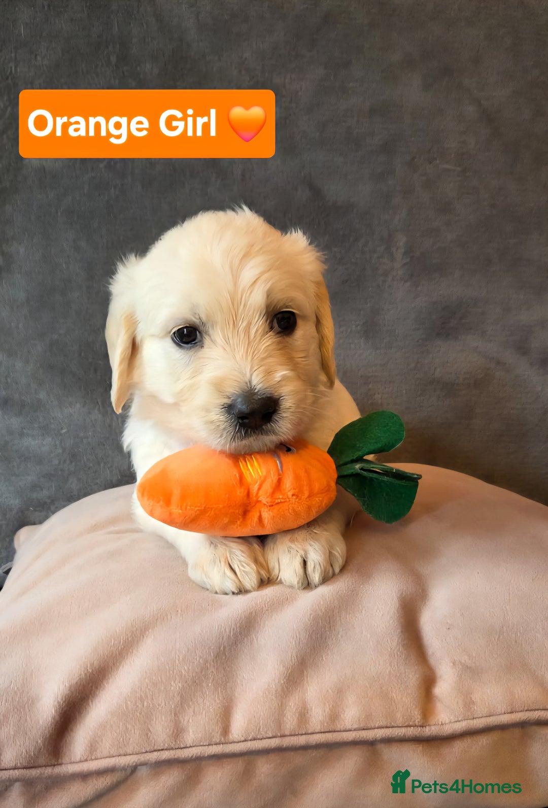 Goldendoodle dogs for sale: Goldendoodle retriever  - Image 10