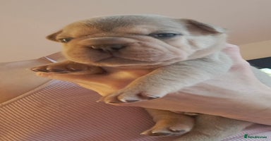 French Bulldog dogs - Advert 6