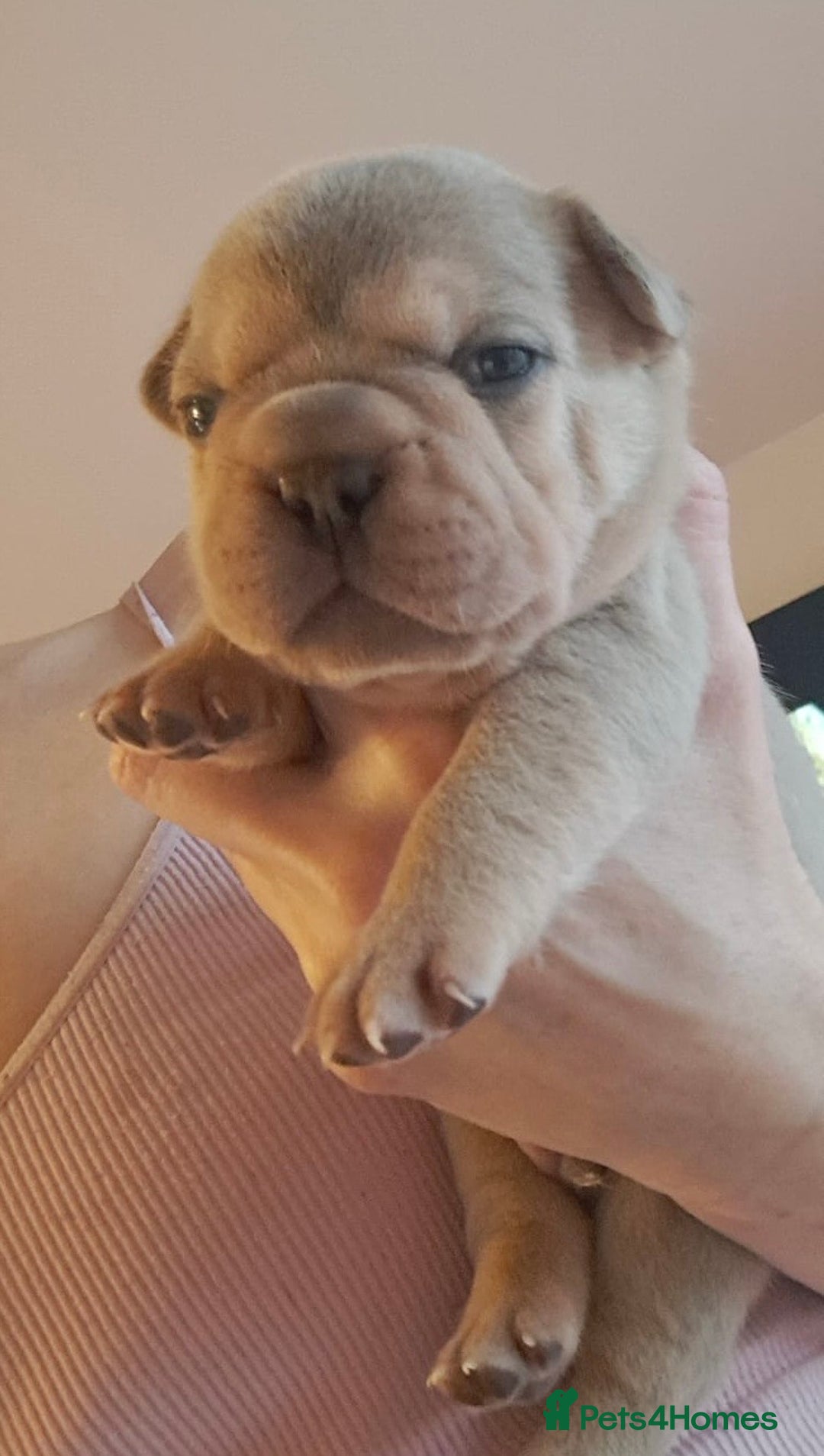 French Bulldog dogs for sale: Chunky french bulldog - Image 8