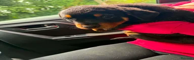 Rottweiler 9