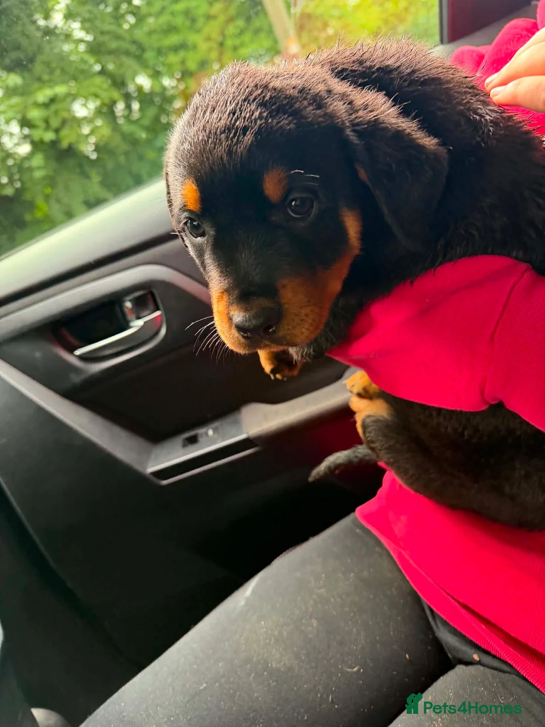 Rottweiler dogs for sale: 9 CHUNKY ROTTWEILER PUPPIES FOR SALE  - Advert 16