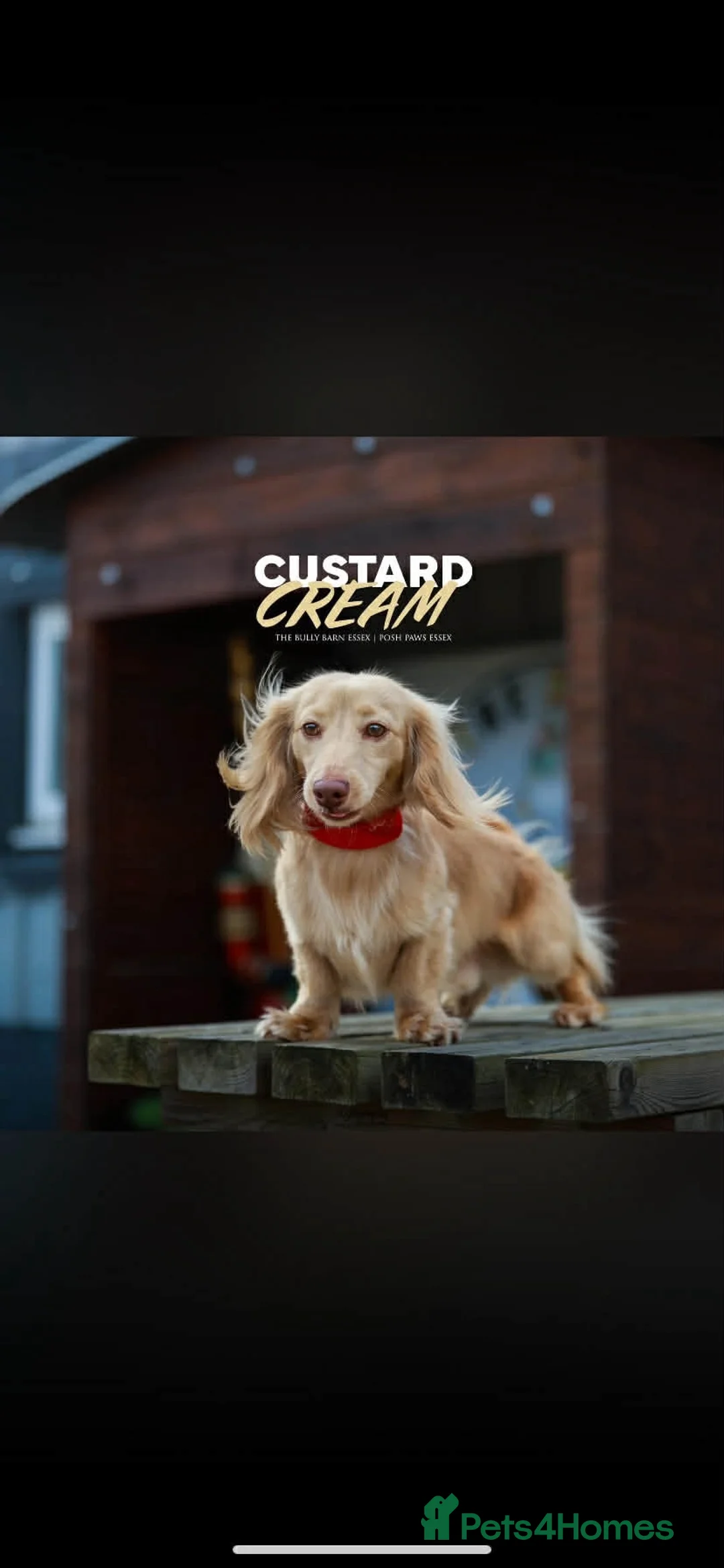 Miniature Dachshund dogs for sale: Long Hair Mini Choc & Tans - Advert 5