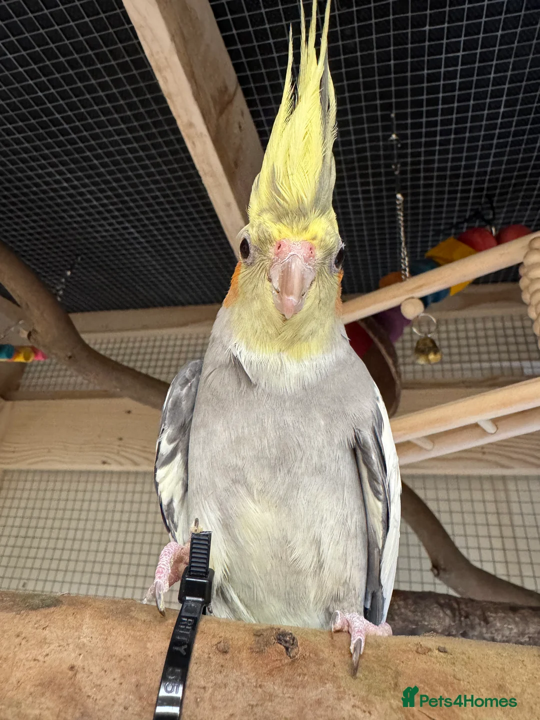 Cockatiels birds for sale: Cockatiel for sale - Advert 1