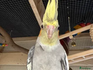 Cockatiels birds Cockatiel for sale - Advert 10