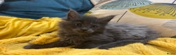 Maine Coon cats for sale: Stunning FiFe Maine Coons - Advert 4