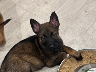 Mixed Breed dogs GSD × Dutch Herder – Top European Working Lines - Advert 1