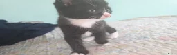 Mixed Breed cats for sale: we are looking for a home,  - Advert 13