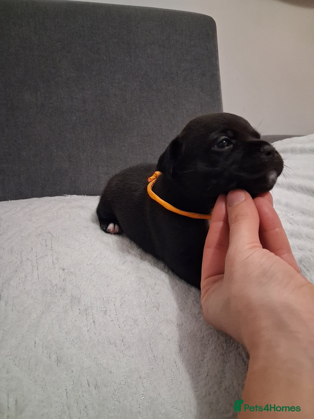 Staffordshire Bull Terrier dogs for sale: Show quality Staffordshire Bull Terrier - Advert 12