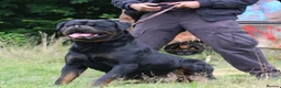 Rottweiler dogs for stud: Outstanding KC Registered Rottweiler Stud Simba - Advert 8