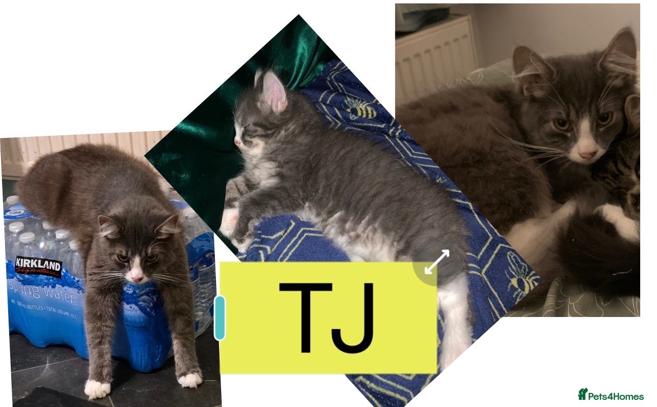 Domestic Shorthair cats for sale: 6 Domestic Shorthairs Available To Loving Home - Advert 9
