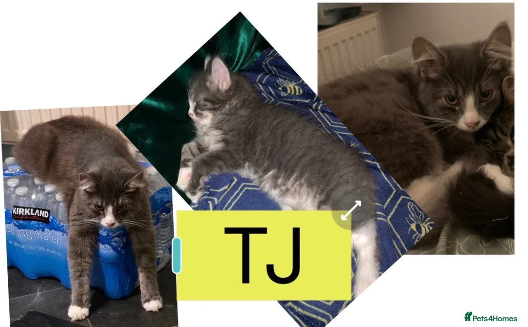 Domestic Shorthair cats for sale: 6 Domestic Shorthairs Available To Loving Home - Advert 1