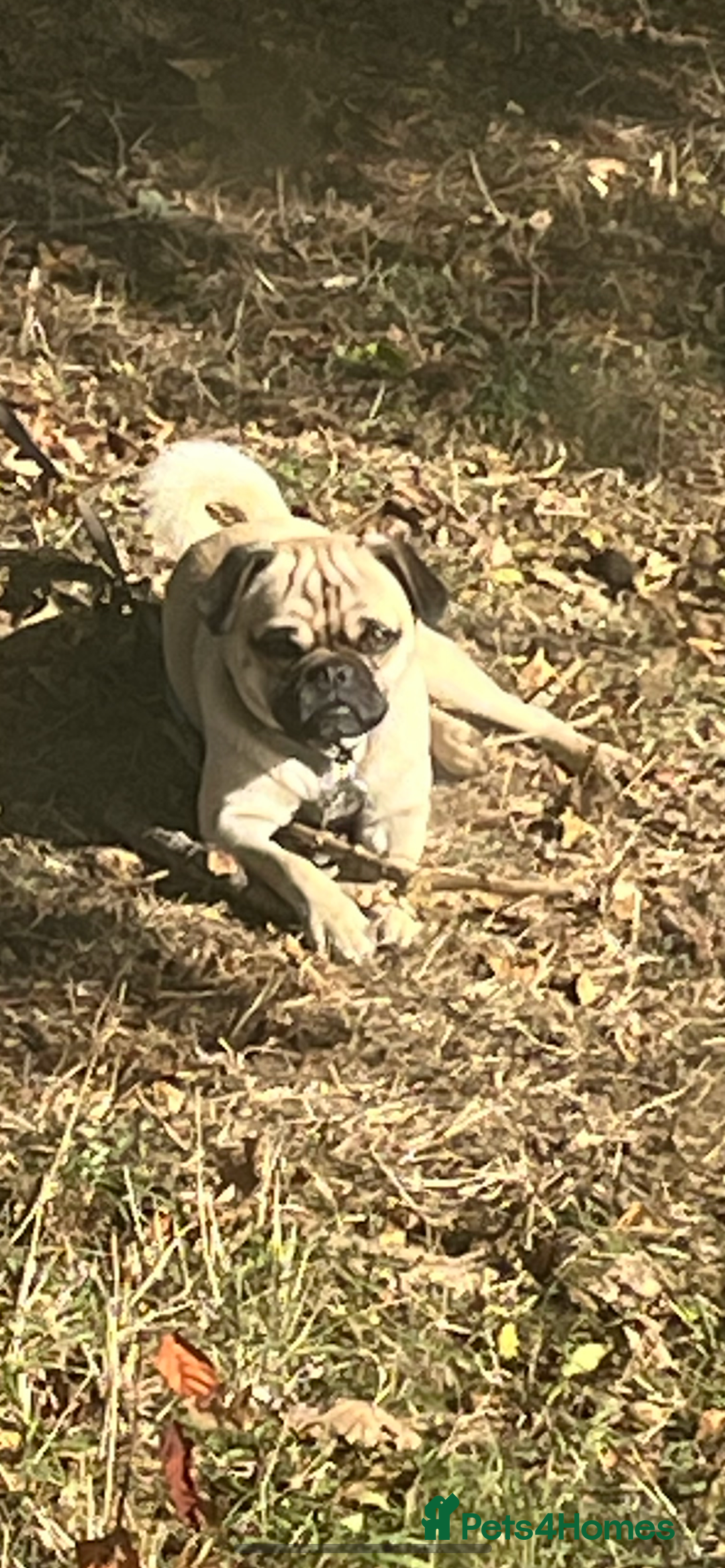 Jug dogs for sale: Pug for sale  - Advert 4