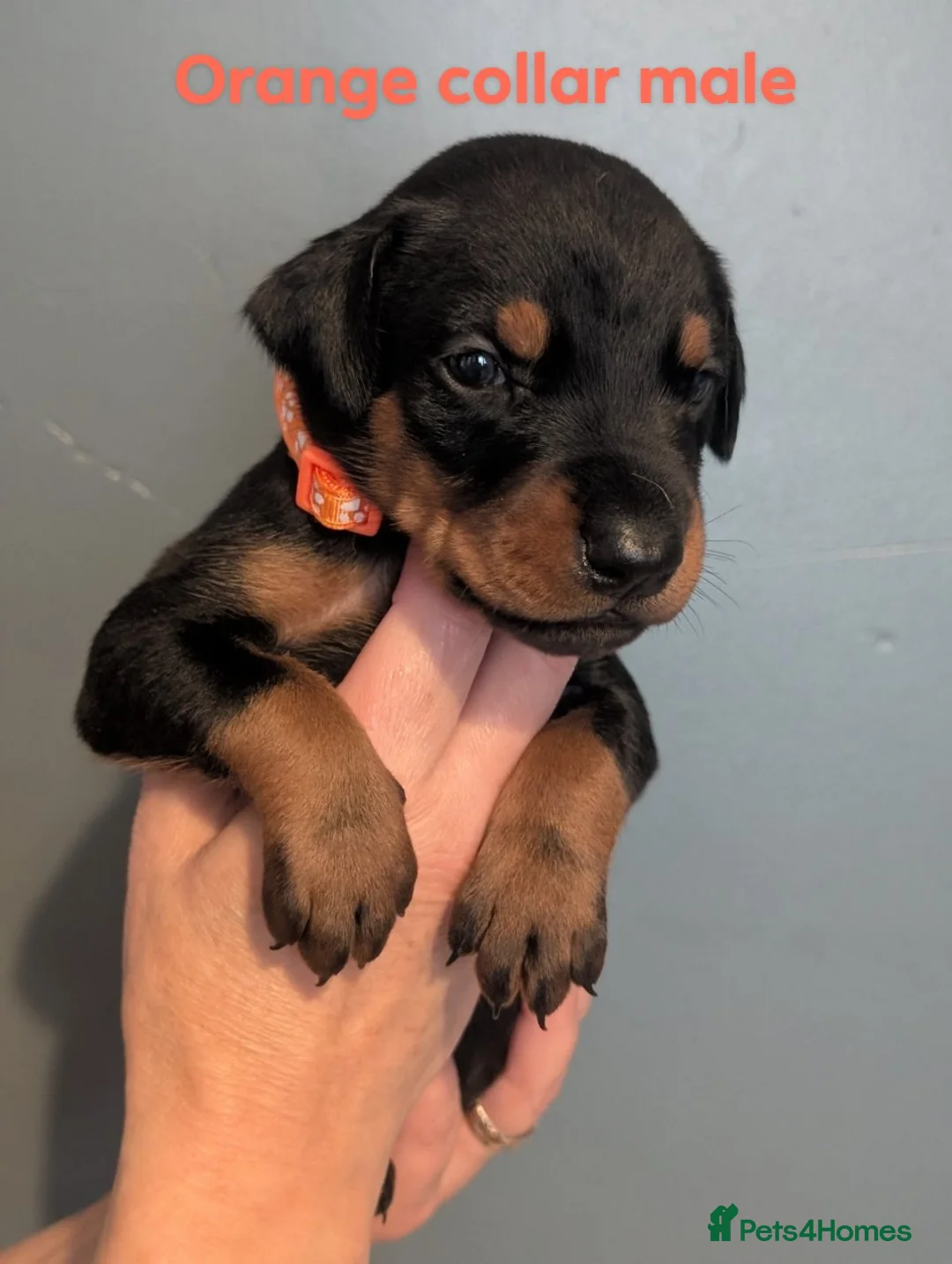 Dobermann dogs for sale: Doberman puppies " all reserved " - Advert 25