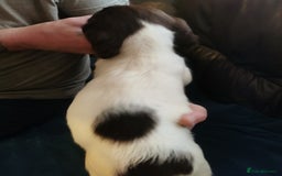 English Springer Spaniel dogs for sale: 9 Beautifully marked English Springer Spaniels  - Image 5