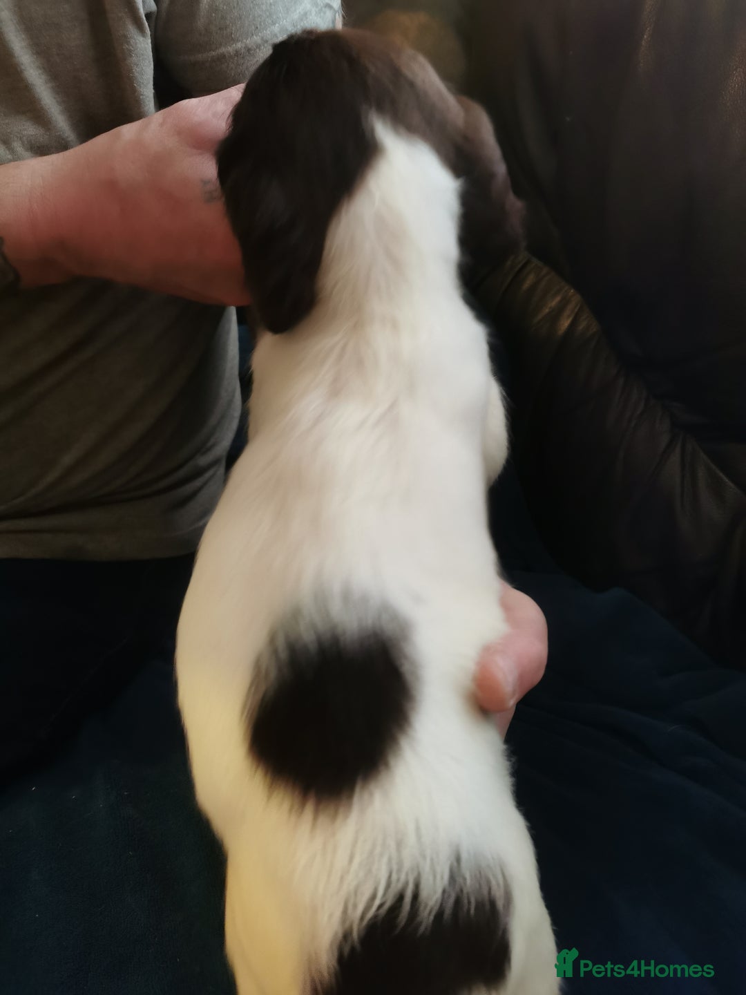 English Springer Spaniel dogs for sale: 9 Beautifully marked English Springer Spaniels  - Image 5