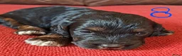 Cockapoo dogs for sale: F1 Cockapoo Pups  - Advert 4