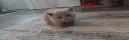 British Shorthair cats for sale: BSH lilac males - Advert 6