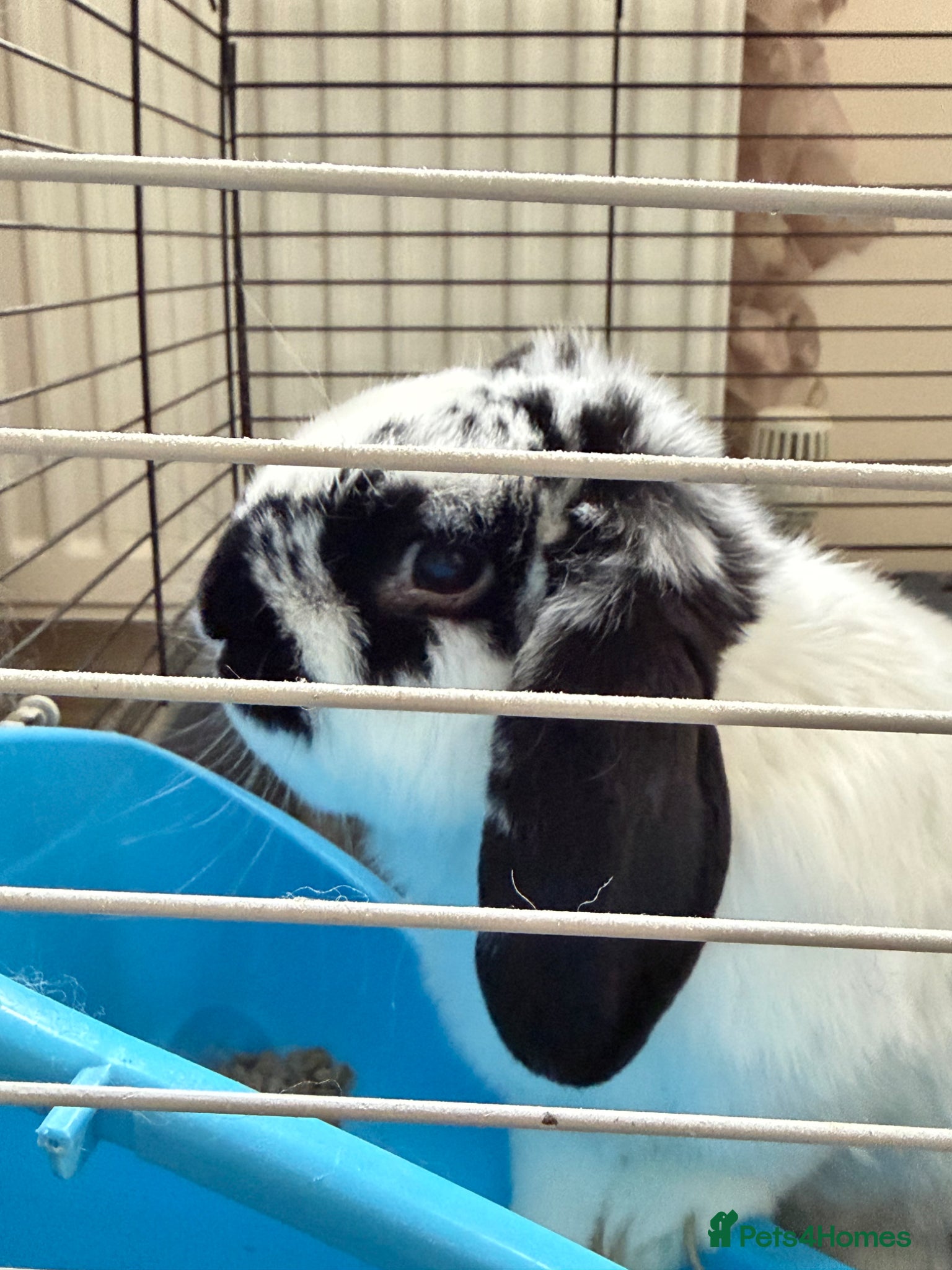 Mini Lop rabbits for sale: Loving Home Wanted for Our Beloved Bunny, Bebe 🐰 in Corby - Advert 2