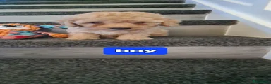 Jackapoo 3