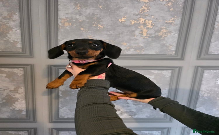 Miniature Dachshund dogs - Advert 1