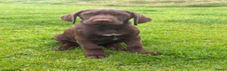 Mixed Breed dogs for sale: BITCH NOW AVAILABLE! GWP X Labrador puppies - Advert 4