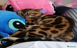 Bengal cats for sale: Stunning bengal adult male  - Image 5