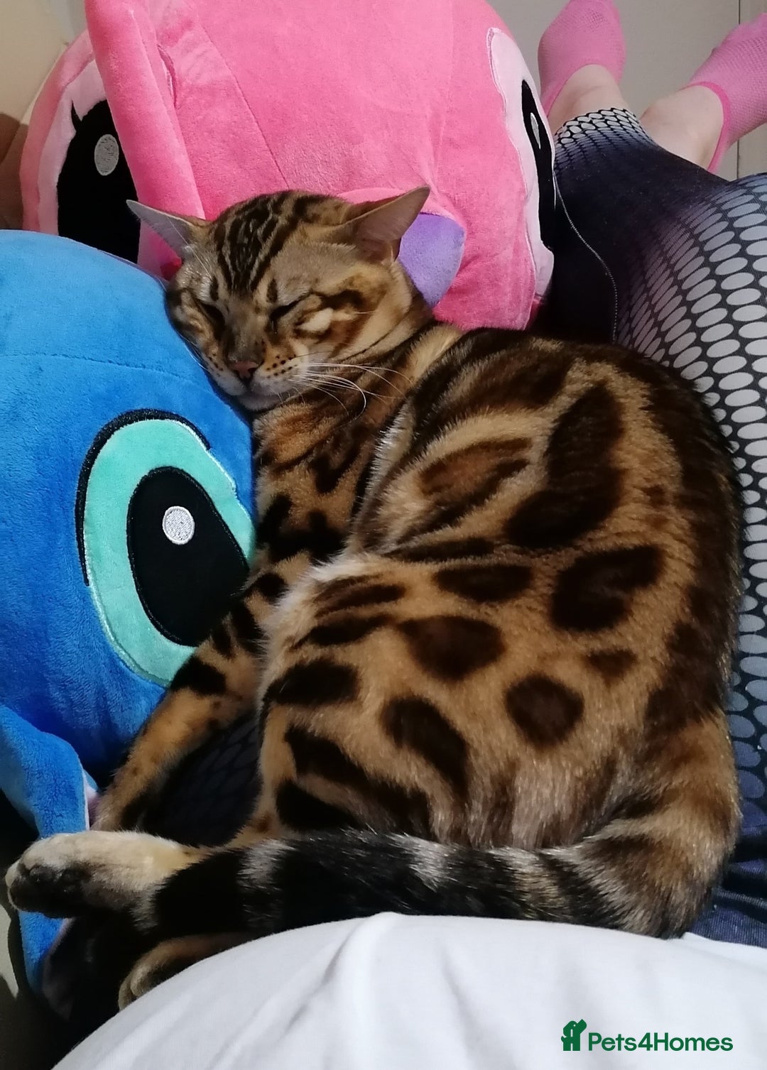 Bengal cats for sale: Stunning bengal adult male  - Image 5