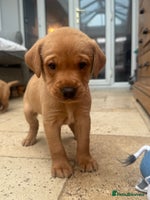 Labrador Retriever dogs - Advert 4