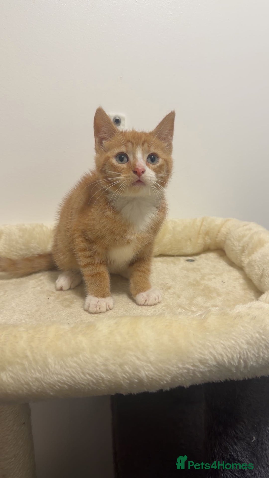 Mixed Breed cats for sale: x5 beautiful kittens ready for new homes! - Advert 9