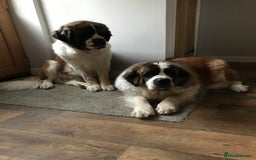 Saint Bernard dogs for sale: Stunning KC reg Saint Bernard puppies  - Image 31