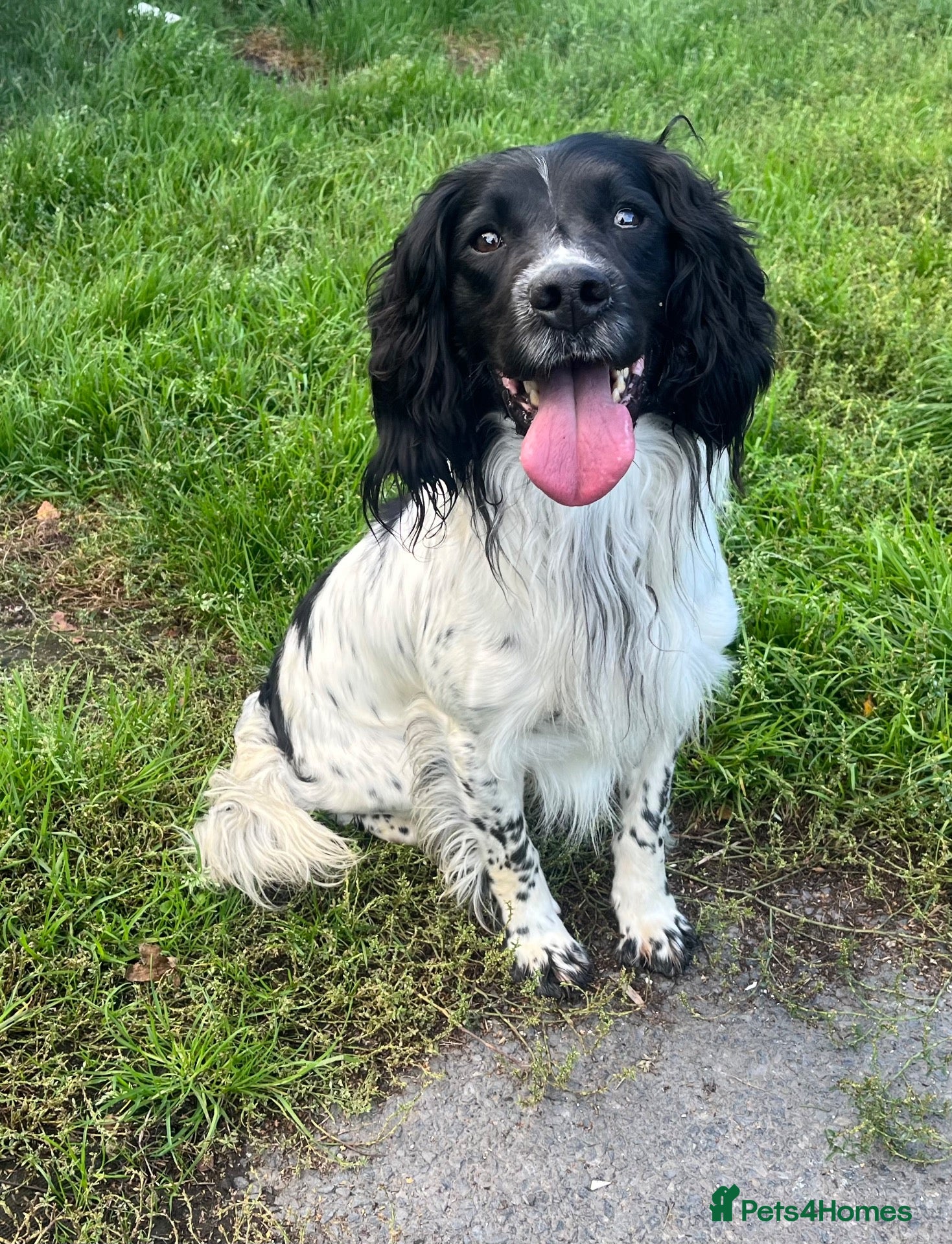 English Springer Spaniel dogs FTCH x FTCH springer foe stud - Advert 1